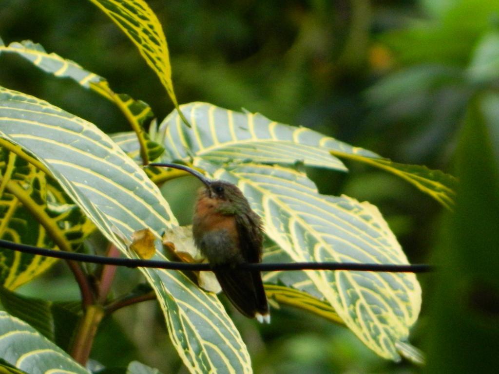 Bicho Do Mato Suites Guapimirim Buitenkant foto